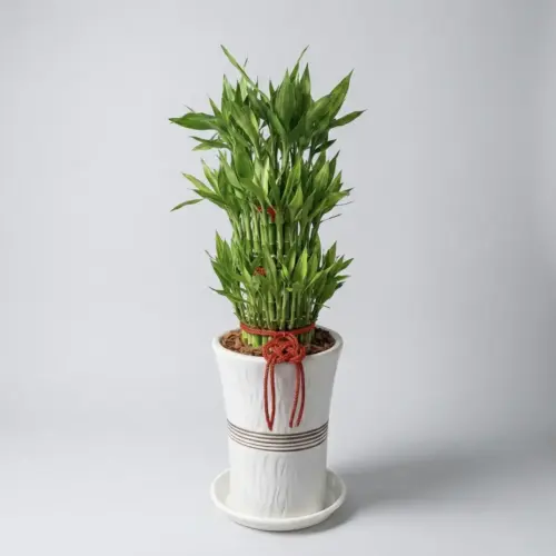 003 富貴滿堂小型(土植)