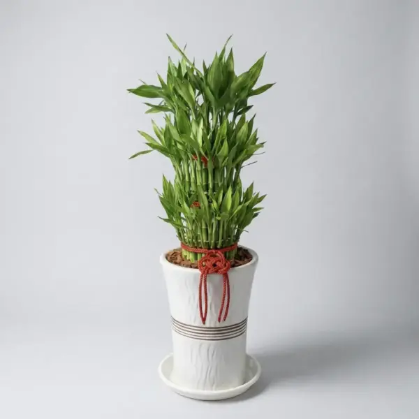 富貴滿堂小型(土植)