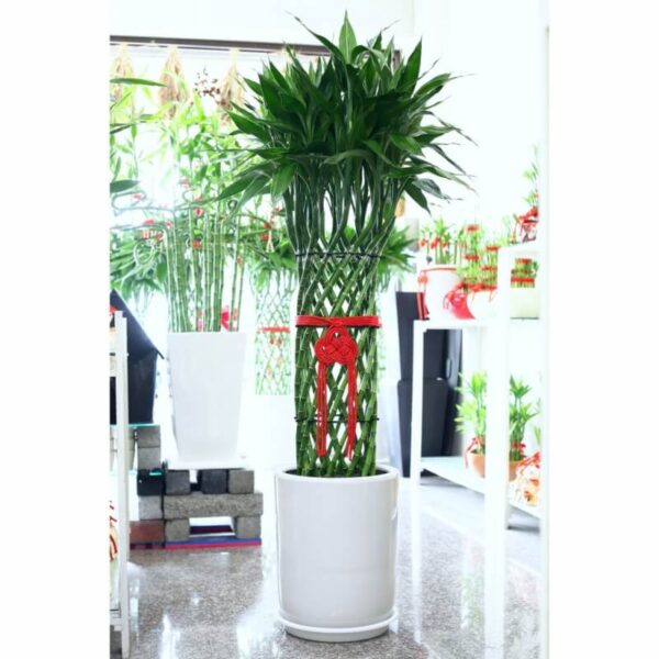 200_0 編織竹簍形(土植)