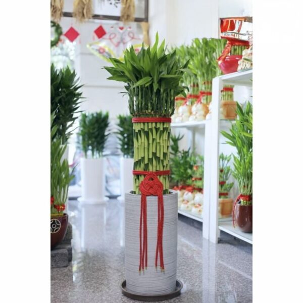 242_0 富貴滿堂中型(土植)