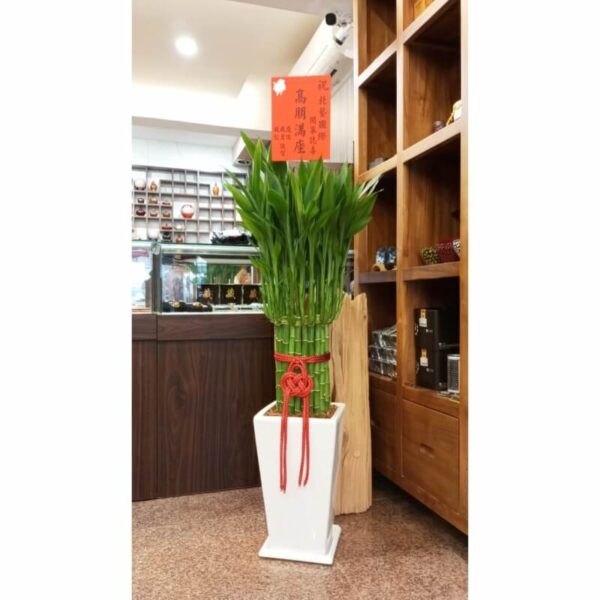 富貴滿堂小型(土植)