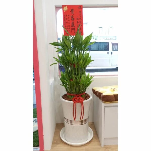 富貴滿堂小型(土植)