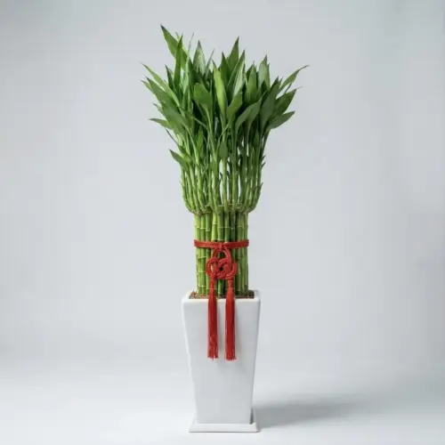 lucky-bamboo-01 富貴滿堂小型(土植)