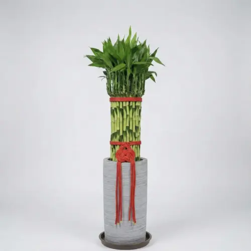 lucky-bamboo-03 富貴滿堂中型(土植)