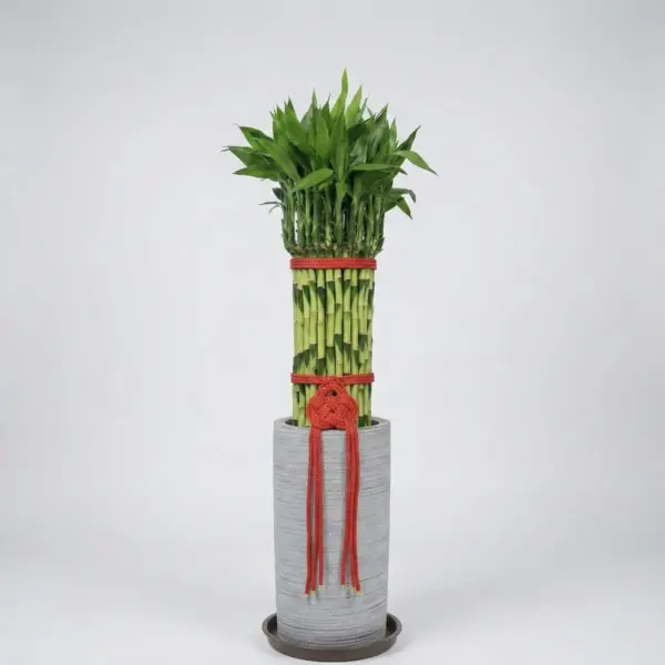 lucky-bamboo-03 富貴滿堂中型(土植)
