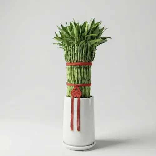 lucky-bamboo-05 富貴滿堂大型(土植)