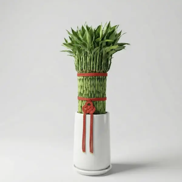 lucky-bamboo-05 富貴滿堂大型(土植)