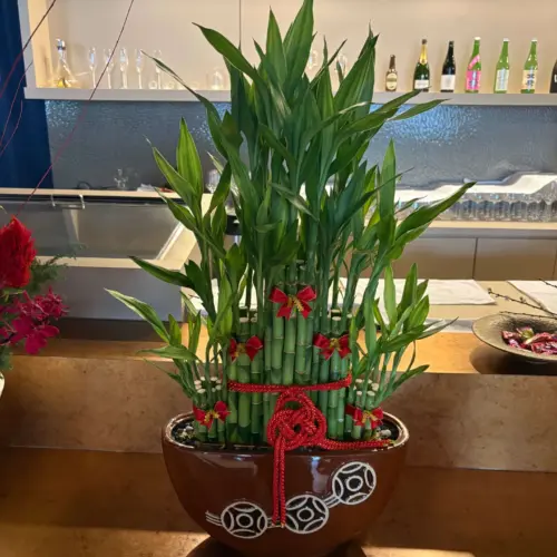 五福臨門 | 開運竹 | 適合開幕送禮