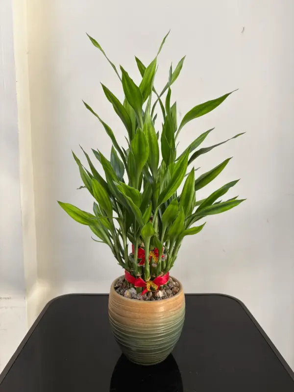 IMG_0110 L10開運竹