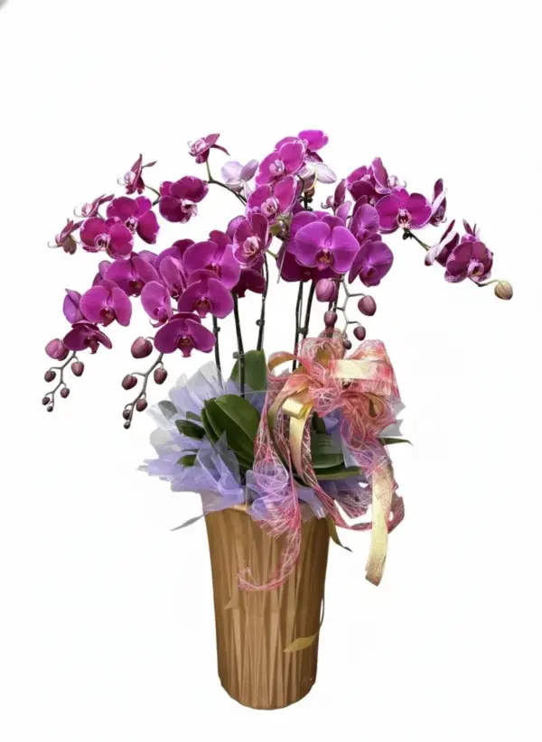 orchid_arrangement_02 B02 蘭花組盆